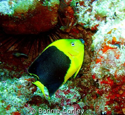 Rock Beauty seen this May in Cancun.  Photo taken with a ... by Bonnie Conley 